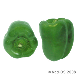 Capsicum - Green Capsicum