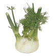 Fennel Baby